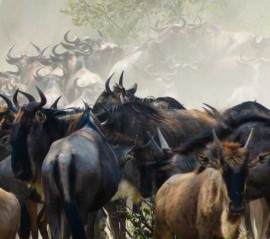 K640_13 wildebeest