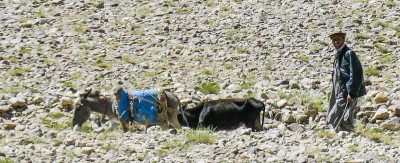 tokhorog10