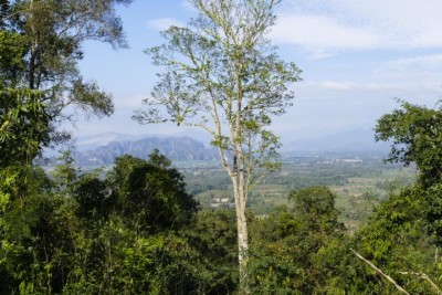 tothalong10